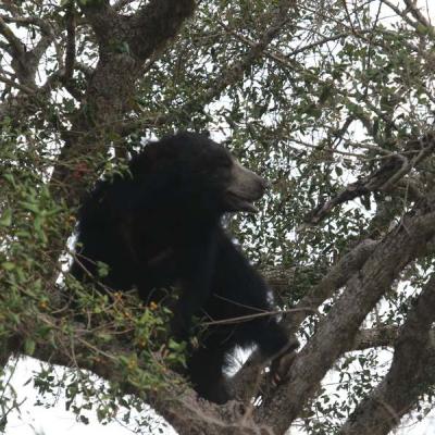 Bear 